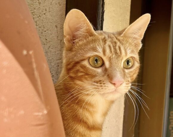FEDERICO FEDERICO
