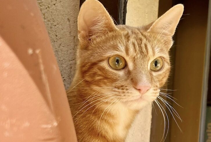 FEDERICO FEDERICO
