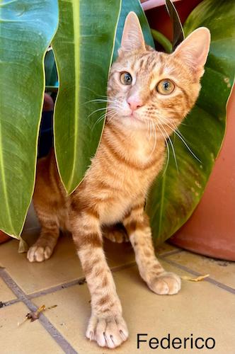 FEDERICO FEDERICO