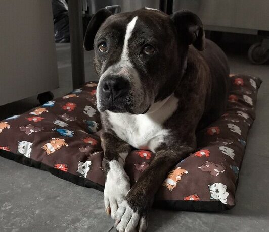 P0483 -Back P0483 -Back