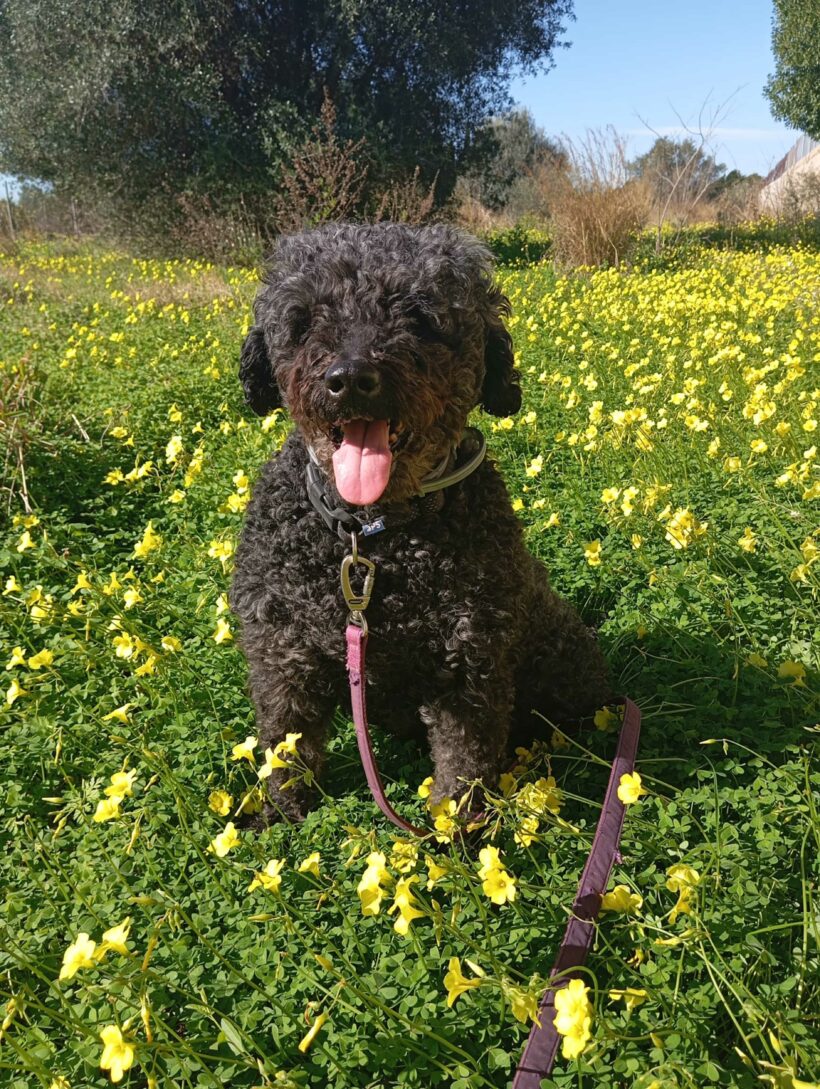 P1981 -Trufa P1981 -Trufa