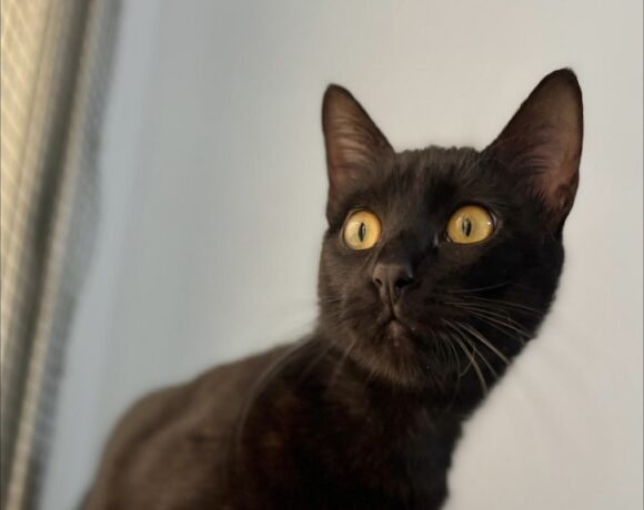 XARA
