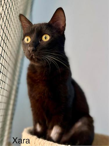 XARA XARA