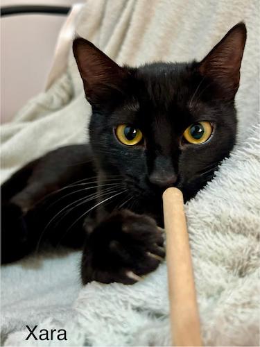 XARA XARA