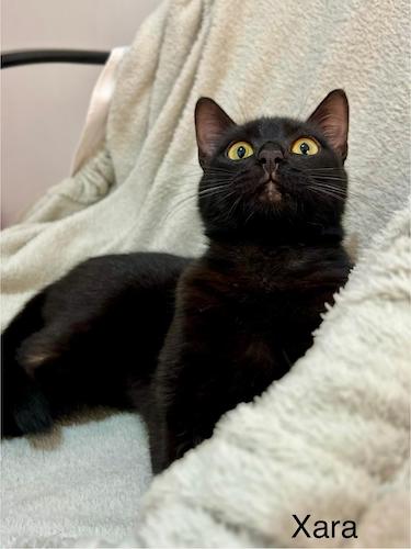 XARA XARA