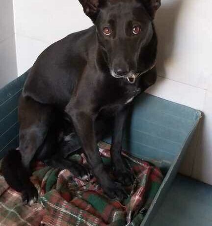 P2015 -Muby P2015 -Muby