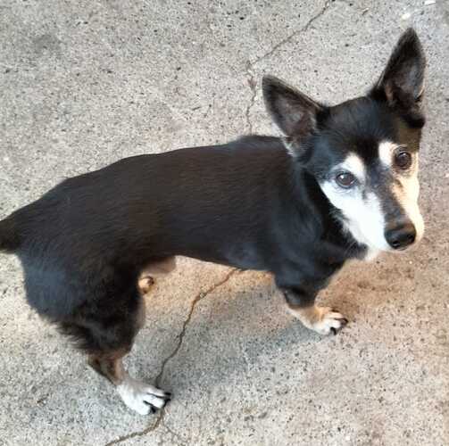 P2086 -Noe P2086 -Noe