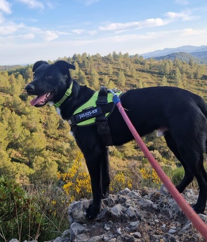 P2102 -Rayco P2102 -Rayco