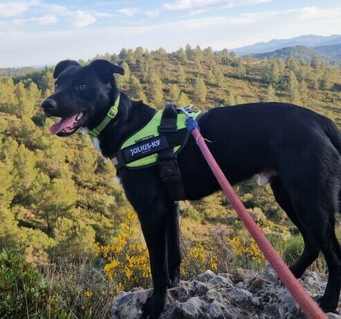 P2102 -Rayco P2102 -Rayco