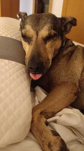 P1494 -Gea P1494 -Gea