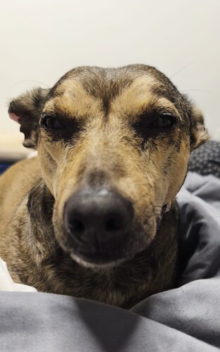 P1494 -Gea P1494 -Gea