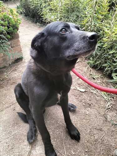 P1811 -Koro P1811 -Koro