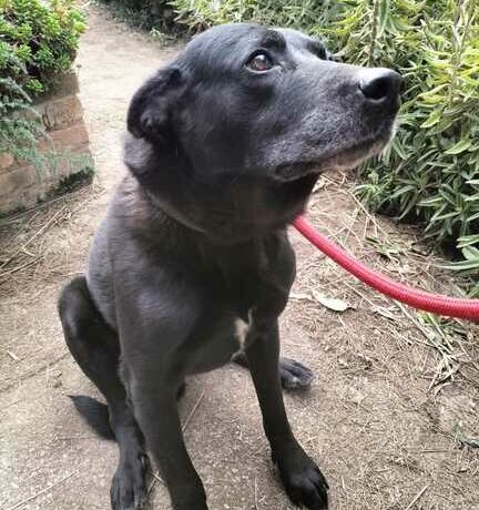 P1811 -Koro P1811 -Koro