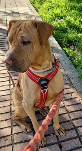 P2070 -Kron P2070 -Kron