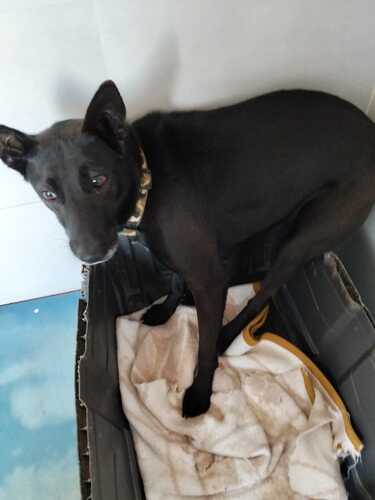 P2015 -Muby P2015 -Muby