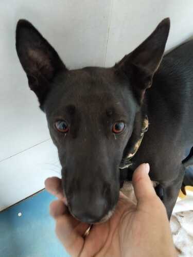 P2015 -Muby P2015 -Muby