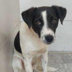 P1811 -Román