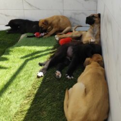P0003/4/5/6/7-Cachorros Omer