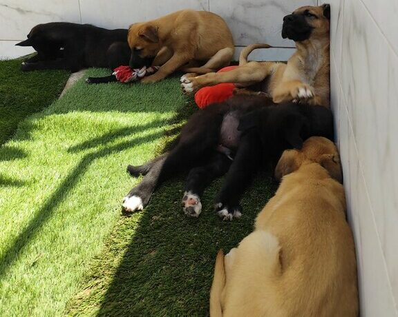 P0003/4/5/6/7-Cachorros Omer