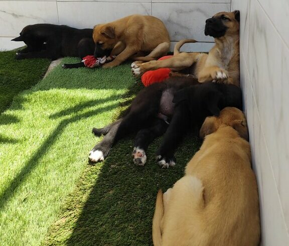 P0003/4/5/6/7-Cachorros Omer P0003/4/5/6/7-Cachorros Omer