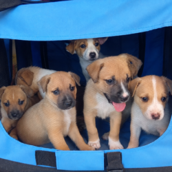 P0121.23.24.25-Cachorros pitbull