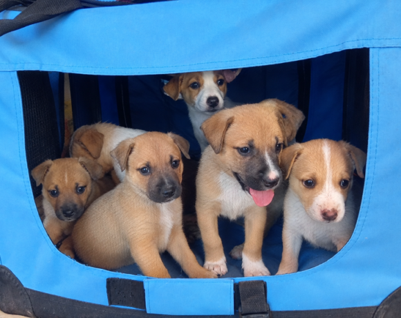P0121.23.24.25-Cachorros pitbull P0121.23.24.25-Cachorros pitbull