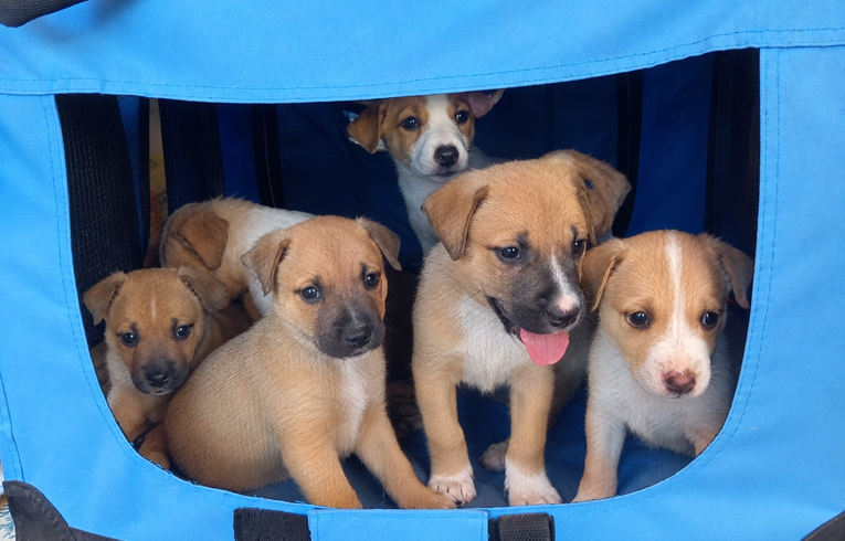 P0121.23.24.25-Cachorros pitbull
