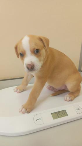 P0121.23.24.25-Cachorros pitbull P0121.23.24.25-Cachorros pitbull