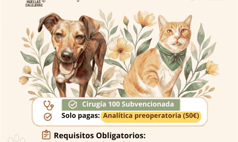 Campaña de esterilización L’Alcora